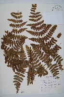 藏品(栗蕨)的圖片