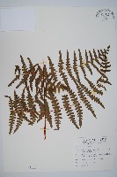 藏品(栗蕨)的圖片