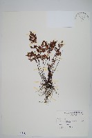 藏品(亨氏擬旱蕨)的圖片