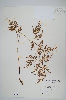 藏品(高山金粉蕨)的圖片