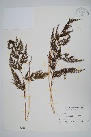 藏品(高山金粉蕨)的圖片