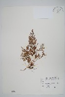 藏品(日本金粉蕨)的圖片