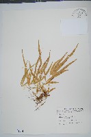 藏品(掌鳳尾蕨)的圖片