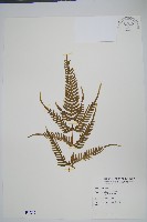 藏品(天草鳳尾蕨)的圖片