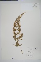 藏品(天草鳳尾蕨)的圖片