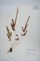 藏品(箭葉鳳尾蕨)的圖片