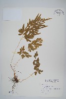 藏品(箭葉鳳尾蕨)的圖片