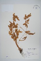 藏品(箭葉鳳尾蕨)的圖片