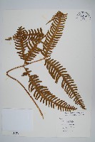 藏品(三角脈鳳尾蕨)的圖片