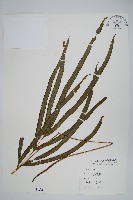 藏品(長葉鳳尾蕨)的圖片