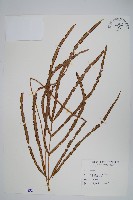 藏品(長葉鳳尾蕨)的圖片