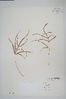 藏品(鳳尾蕨)的圖片