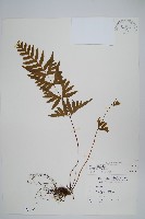 藏品(疏羽半邊旗)的圖片