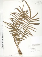 藏品(鱗蓋鳳尾蕨)的圖片