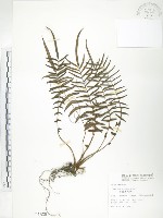 藏品(鱗蓋鳳尾蕨)的圖片