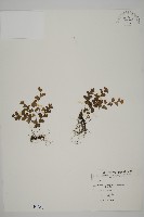 藏品(鐵線蕨)的圖片