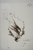 藏品(馬來鐵線蕨)的圖片