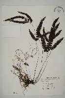 藏品(長尾鐵線蕨)的圖片