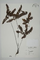 藏品(扇葉鐵線蕨)的圖片
