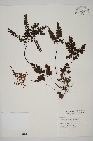 藏品(扇葉鐵線蕨)的圖片