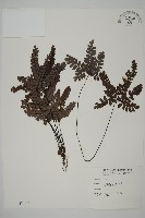 藏品(扇葉鐵線蕨)的圖片