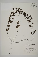 藏品(半月形鐵線蕨)的圖片