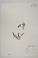 藏品(翠蕨)的圖片