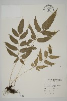 藏品(華鳳丫蕨)的圖片