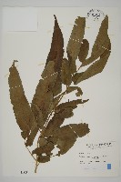 藏品(華鳳丫蕨)的圖片