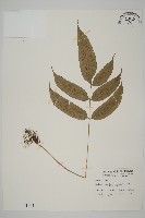 藏品(華鳳丫蕨)的圖片