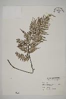 藏品(粉葉蕨)的圖片