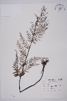 藏品(粉葉蕨)的圖片