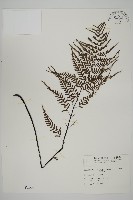 藏品(粉葉蕨)的圖片