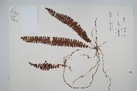 藏品(腎蕨)的圖片