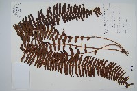 藏品(毛葉腎蕨)的圖片