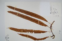 藏品(蓧蕨)的圖片