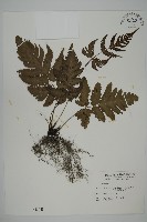 藏品(屏東擬肋毛蕨)的圖片