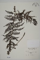 藏品(川上氏肋毛蕨)的圖片