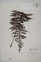 藏品(川上氏肋毛蕨)的圖片