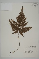 藏品(金毛蕨)的圖片