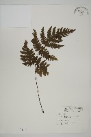 藏品(薄葉三叉蕨)的圖片