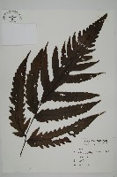 藏品(蛇脈三叉蕨)的圖片