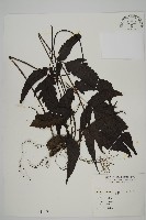 藏品(三叉蕨)的圖片