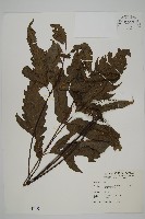 藏品(變葉三叉蕨)的圖片