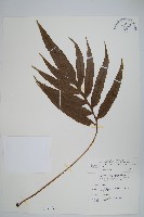 藏品(大線蕨)的圖片