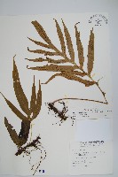 藏品(大線蕨)的圖片