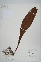 藏品(斷線蕨)的圖片