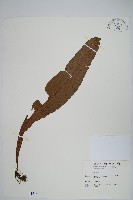 藏品(斷線蕨)的圖片