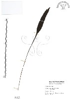 藏品(萊氏線蕨)的圖片