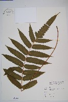 藏品(海南實蕨)的圖片